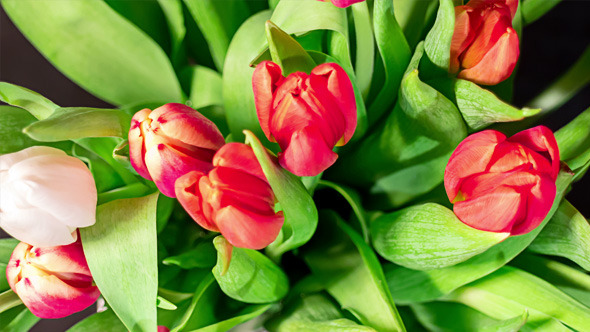 Bouquet of Bright Tulips Blooms 04