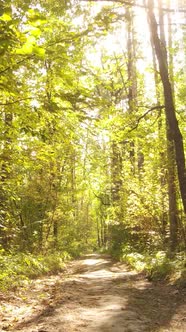 Vertical Video Autumn Forest By Day