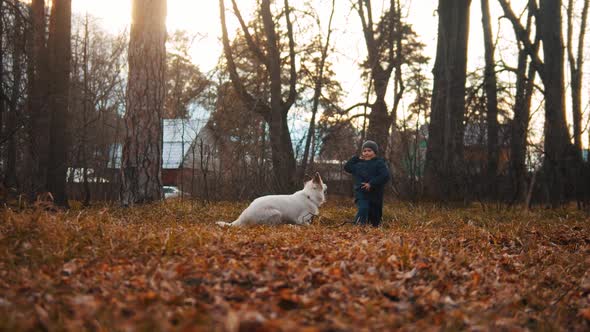 Little Boy Playing with Dog - Throwing Ball and the Dog Running After It