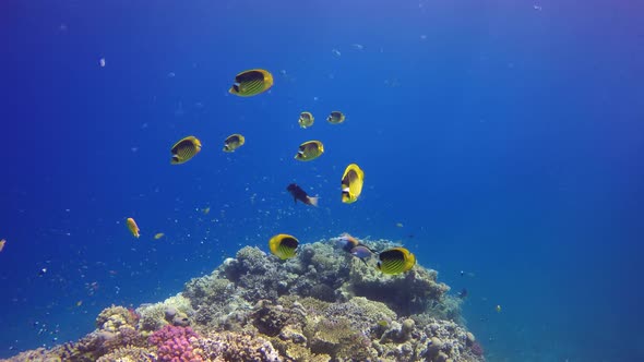 Yellow Butterfly fish swimming over coral bommie in front of deep blue ocean