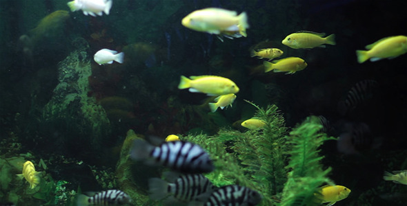 Aquarium Fish 5