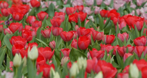 Tulips flowers growing at field