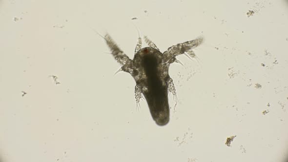 Movement Larvae, Nauplii Artemia Salina