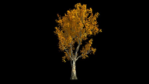 Tree With Yellow Leaves alt