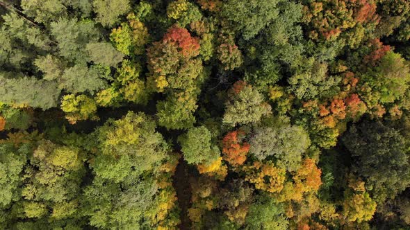 Aerial View of Autumn Forest
