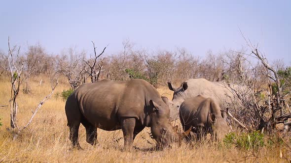 Southern white rhinoceros in Kruger National park, South Africa