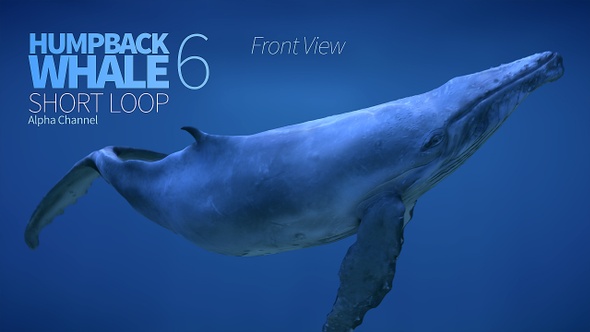 Humpback Whale 6 alt