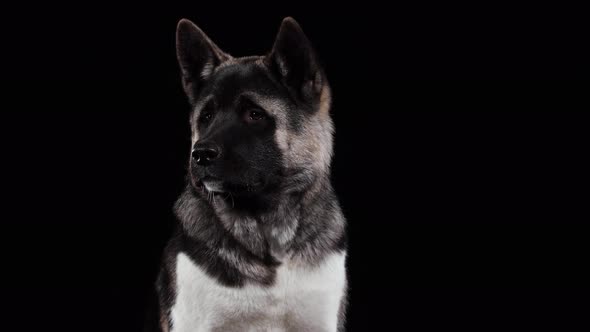 Front View of a Seated American Akita Looking Into the Camera and Around in the Studio Against a
