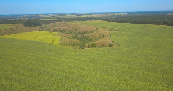 Aerial Drone Shot Flying Over Sunflower Fields