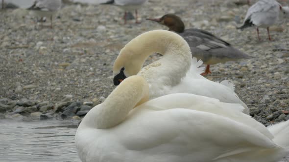 Swans cleaning their feathers