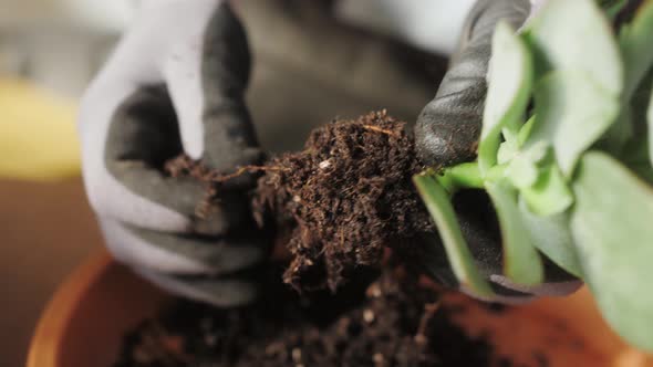 Man Planting Flowers in a Pot