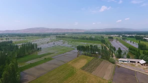 Rice Fields Aerial Video