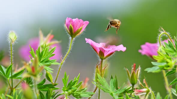 Super Slow Motion Shot of Honey Bee Collecting Nectar From Pink Flower at 1000Fps