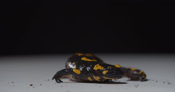 Gorgeous Colorful Fire Salamander is Curling Up on the Floor