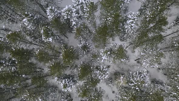 Rising aerial view spinning above snowy covered pine tree forest