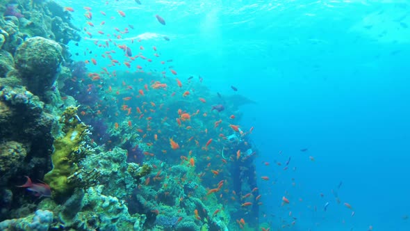 Scuba Diving. The Underwater World of the Red Sea with Colored Fish and a Coral Reef