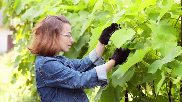 The woman gardener cuts off the branches of the grapes.