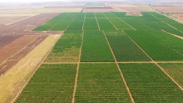 Huge Green Garden To the Horizon