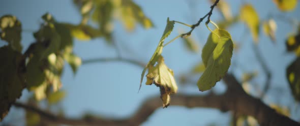 Beautiful autumn yellow leaves