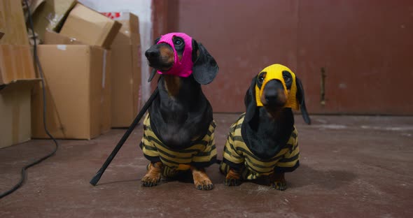 Two Funny Dachshund Dogs Hiding Their Faces Under Handmade Masks of Robbers Stand in Old Warehouse