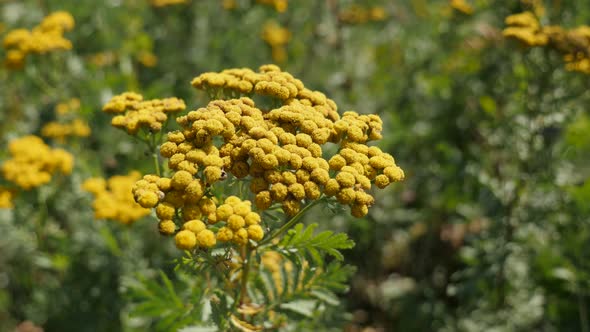 Tansy flower Tanacetum vulgare by summer 4K footage
