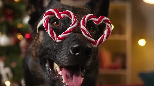 Dog Wearing Hearts Glasses Closeup