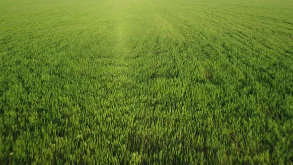 Aerial View on Green Wheat Field in Countryside