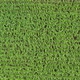 Green Corn Crop Fields on a Sunny Day Aerial Shot Fly Over with Drone - VideoHive Item for Sale