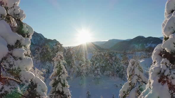 Flying against bright sun between frozen snow covered trees in idyllic landscape at evening sunset -