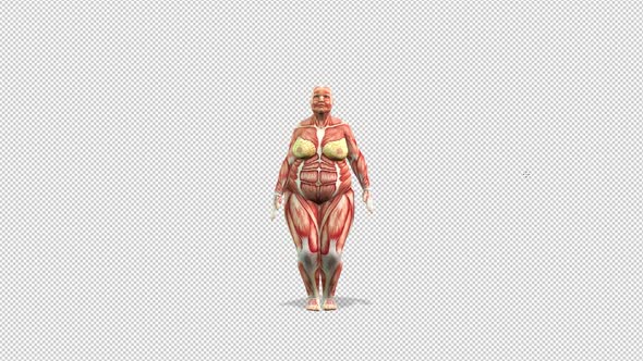 Female Muscle Anatomy Body Transformation alt