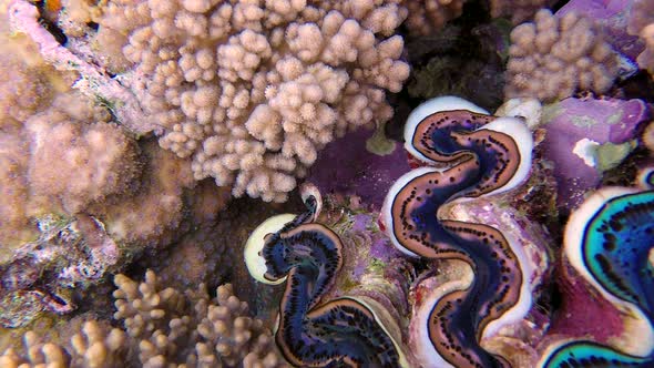Underwater Colorful Hard Coral Maxima Clam