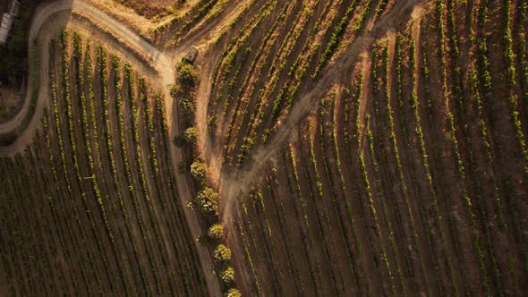 Curved Rows of Vineyards Closeup Droneview