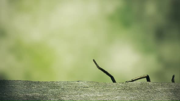 Big scary venomous dying spider climbing up to the edge of the concrete curb.