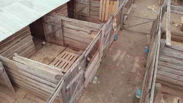 Homeless Stray Dog Shelter. Aerial View