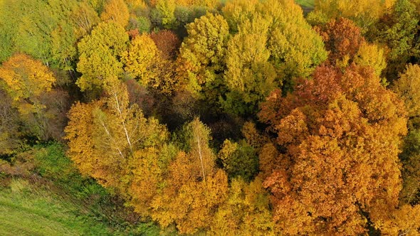 Autumn Forest and Fields in the Countryside. Trees with Yellow Foliage in the Fall. Autumn Landscape