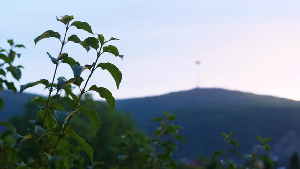 Moody view on a mountain forest.