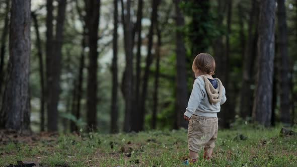 Back view of little boy tasting pine and  standing alone in forest in nature on sunny day.