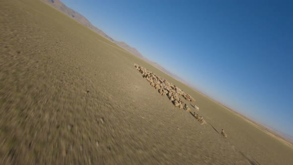 Aerial Panorama View Grazing Wild Herd of Sheep Goats Surrounded By Sunny Desert Mountain Valley