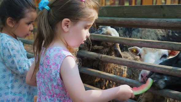 Little Cute Girls Feed Sheep on a Farm with Watermelon Peels and Plant Leaves