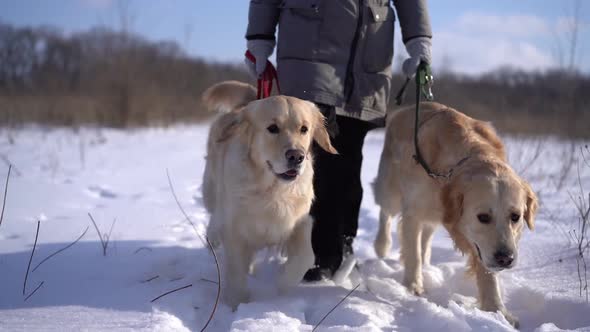 Golden Retriever Dogs Walking Beside Woman