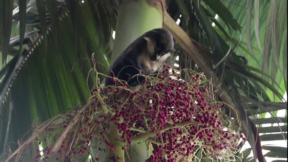 A red tailed monkey slowly eats red berries up in a tree in the forest.