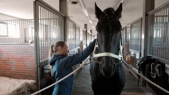 Horse Care Combing and Brushing