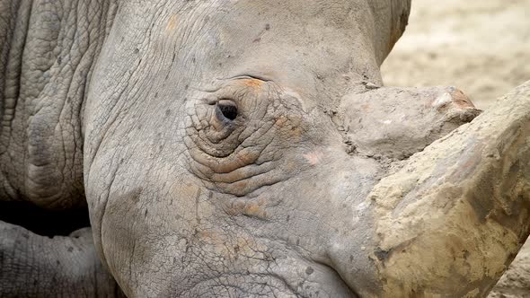 Rhinoceros Rhino Extreme Close Up Portrait Video in African Savannah During Small Rain Drops After