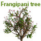 Frangipani Tree - 3DOcean Item for Sale