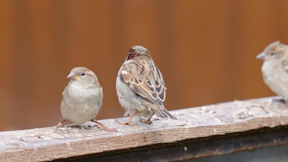 Animal Bird Sparrow On A Piece Of Wood 2