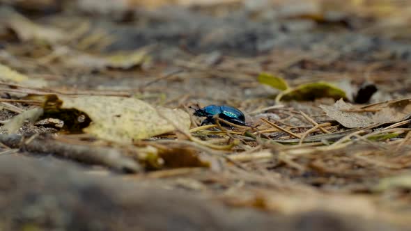 Close-up of an Earth-boring Dung Beetle Geotrupidae on the Forest Floor