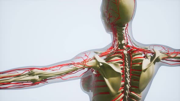 Science Anatomy of Human Blood Vessels alt