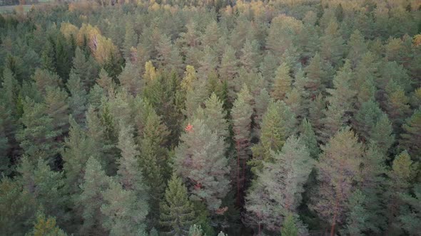 Aerial Top Down View of Green Pine and Spruce Conifer Treetops Forest in the Autumn. Nature Backgrou