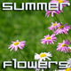 Summer Flowers in Garden - VideoHive Item for Sale