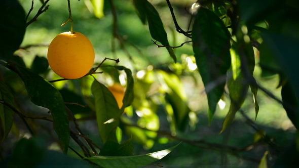 Orange Hanging In Branch